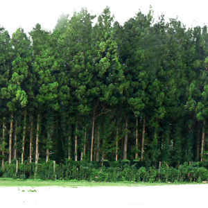 Forest PNG