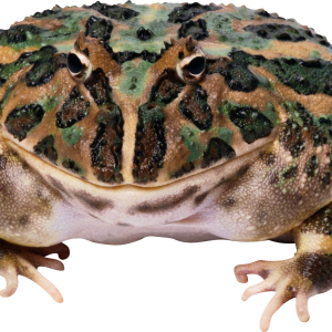 Frog PNG