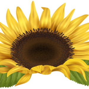 Sunflower PNG