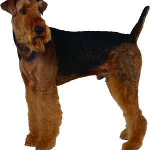 Dog PNG