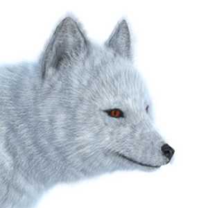 Arctic fox PNG