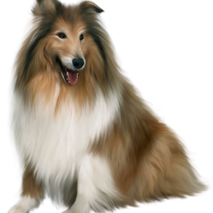 Dog PNG