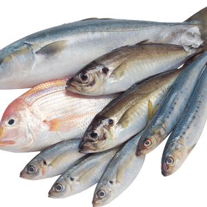 Fish PNG