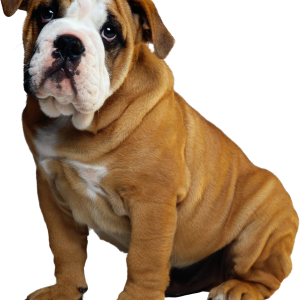Dog PNG