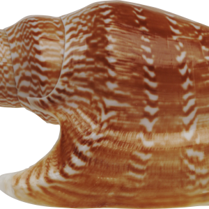 Seashell PNG