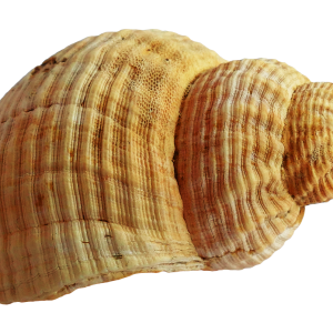 Seashell PNG