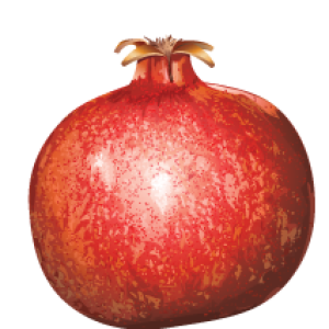 Pomegranate PNG image