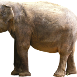 Elephant PNG