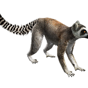 Lemur PNG