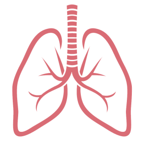 Lungs PNG