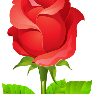 Rose PNG