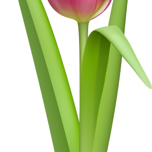Tulip PNG image