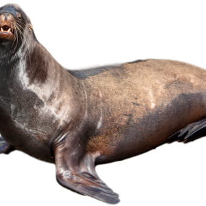 Harbor seal PNG