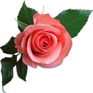 Pink rose png image, free picture download