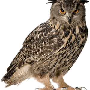 Owl PNG