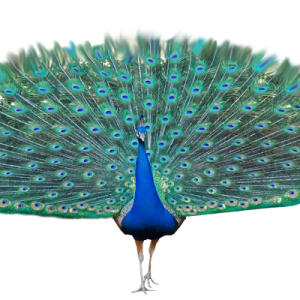 Peacock PNG