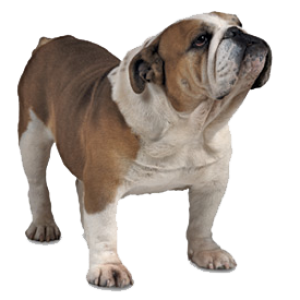Bulldog PNG