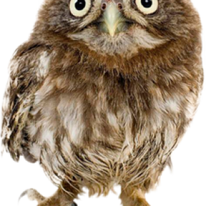 Owl PNG