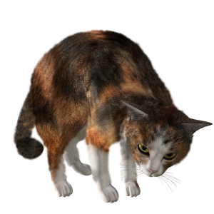 cat png image, free download picture, kitten