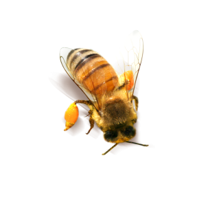 Bee PNG