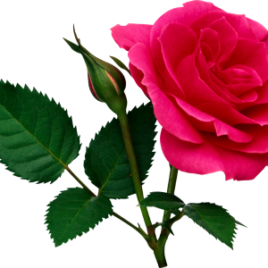 Rose PNG