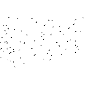 Bird PNG