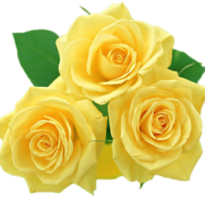 Rose PNG