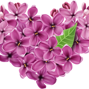 Lilac PNG