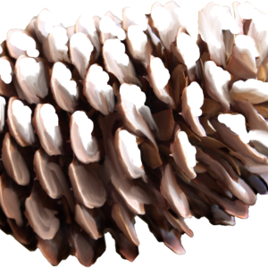 Pine cone PNG