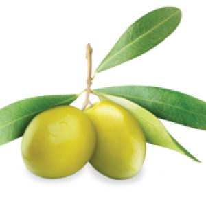 Olive PNG
