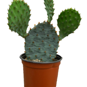 Cactus PNG image
