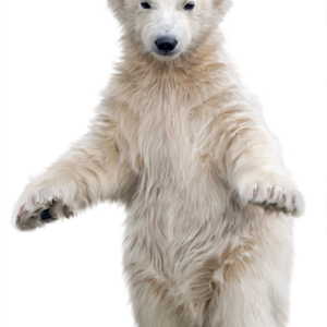 Polar white bear PNG