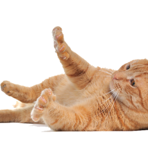 cat png image, free download picture, kitten