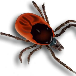 Tick insect PNG