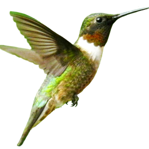 Bird PNG