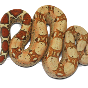 Anaconda PNG