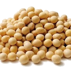 Soybean PNG