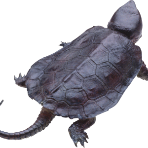 Turtle PNG