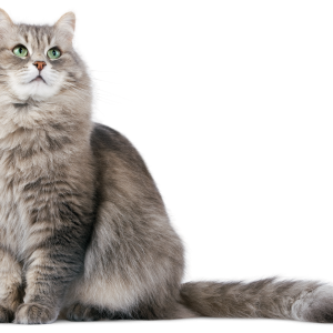 Cat sitting PNG
