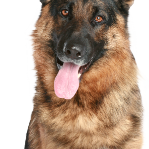 German Shepherd PNG