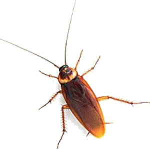 Roach PNG