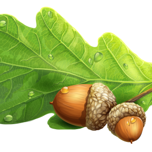 Acorn PNG image