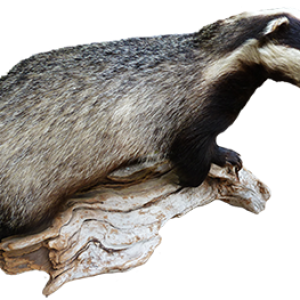 Badger PNG