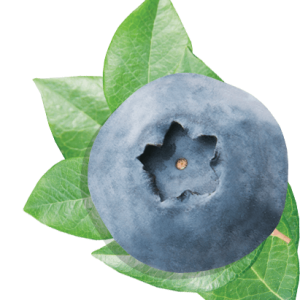 Blueberries PNG