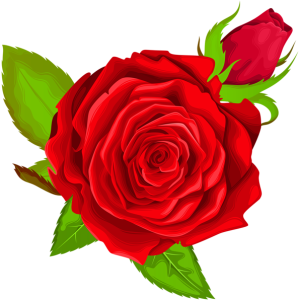 Rose PNG