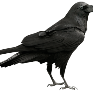 Raven PNG