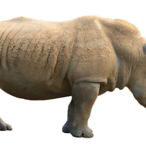 Rhino PNG