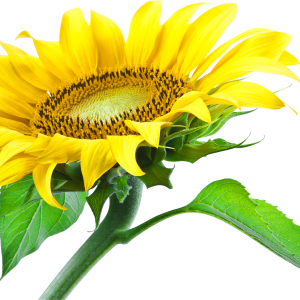 Sunflower PNG