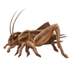 Cricket insect PNG
