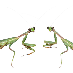 Mantis PNG